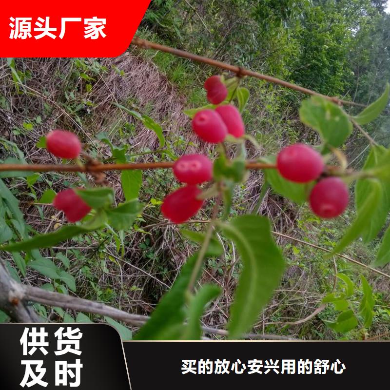 杈杷果石榴树苗专注细节专注品质