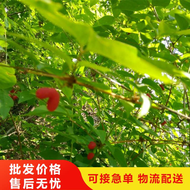 杈杷果石榴树苗专注细节专注品质