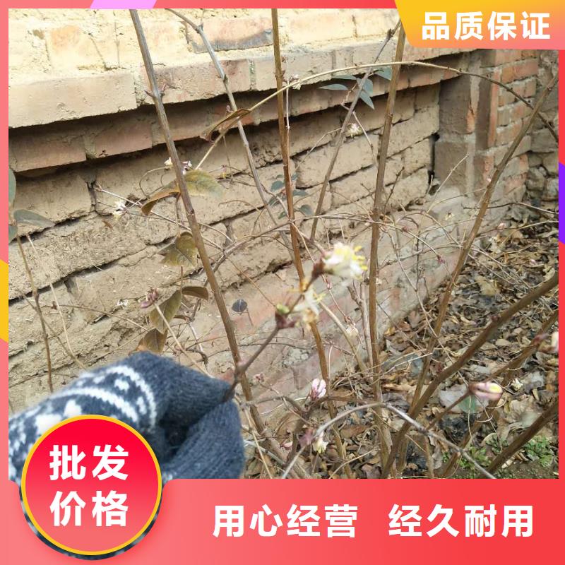 杈杷果石榴树苗专注细节专注品质