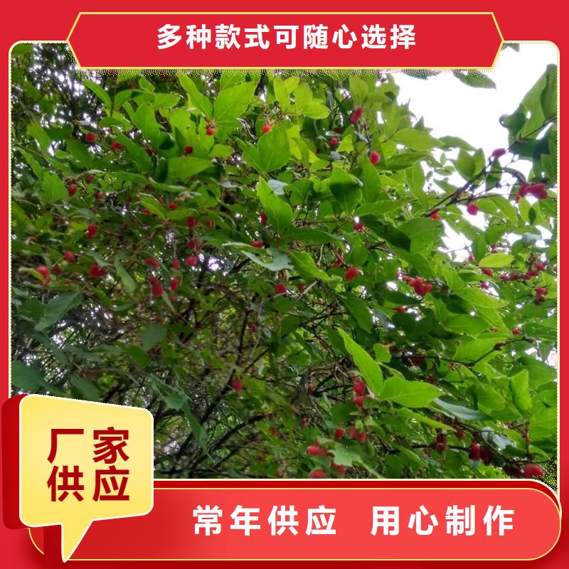 杈杷果石榴树苗专注细节专注品质