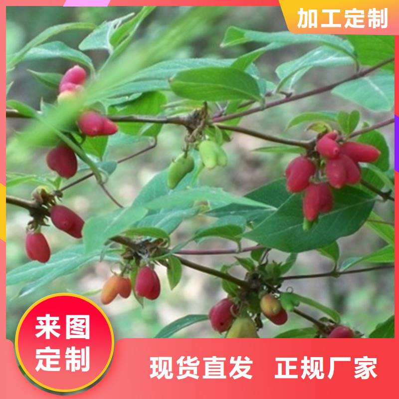 杈杷果石榴树苗专注细节专注品质