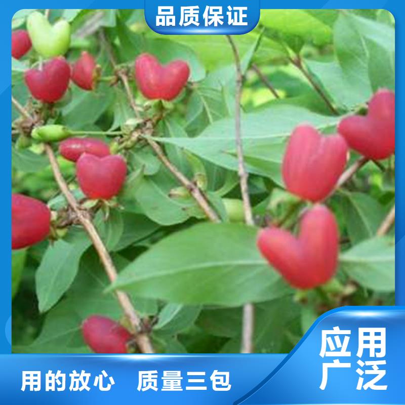 杈杷果石榴树苗专注细节专注品质