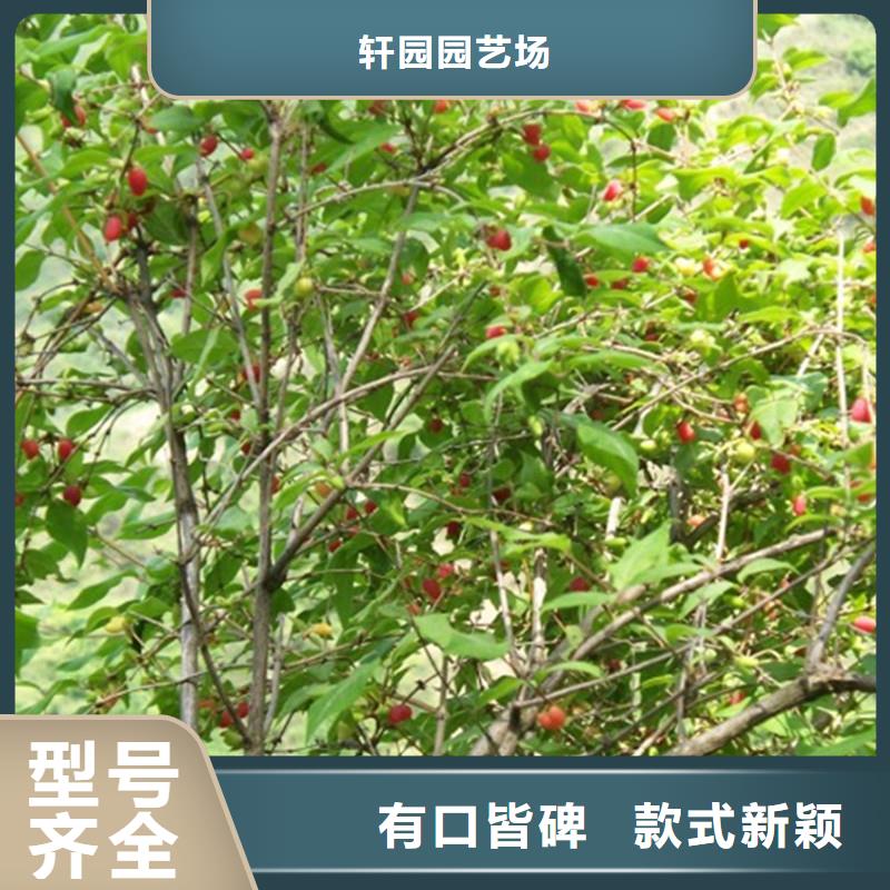 杈杷果石榴树苗专注细节专注品质