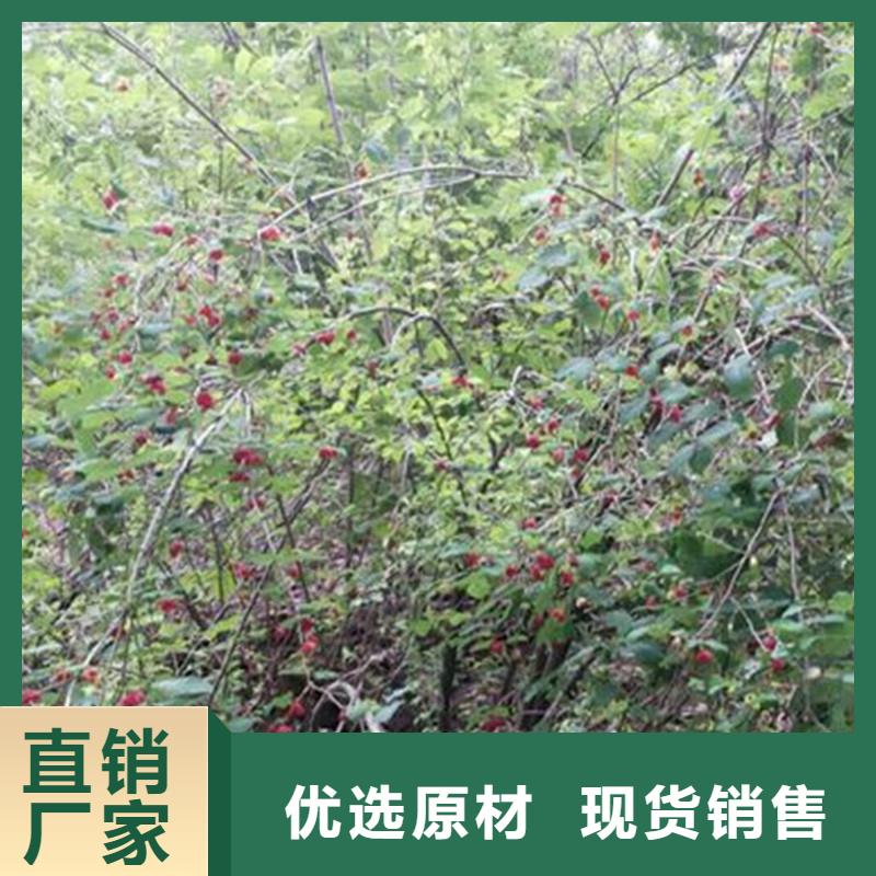 杈杷果石榴树苗专注细节专注品质