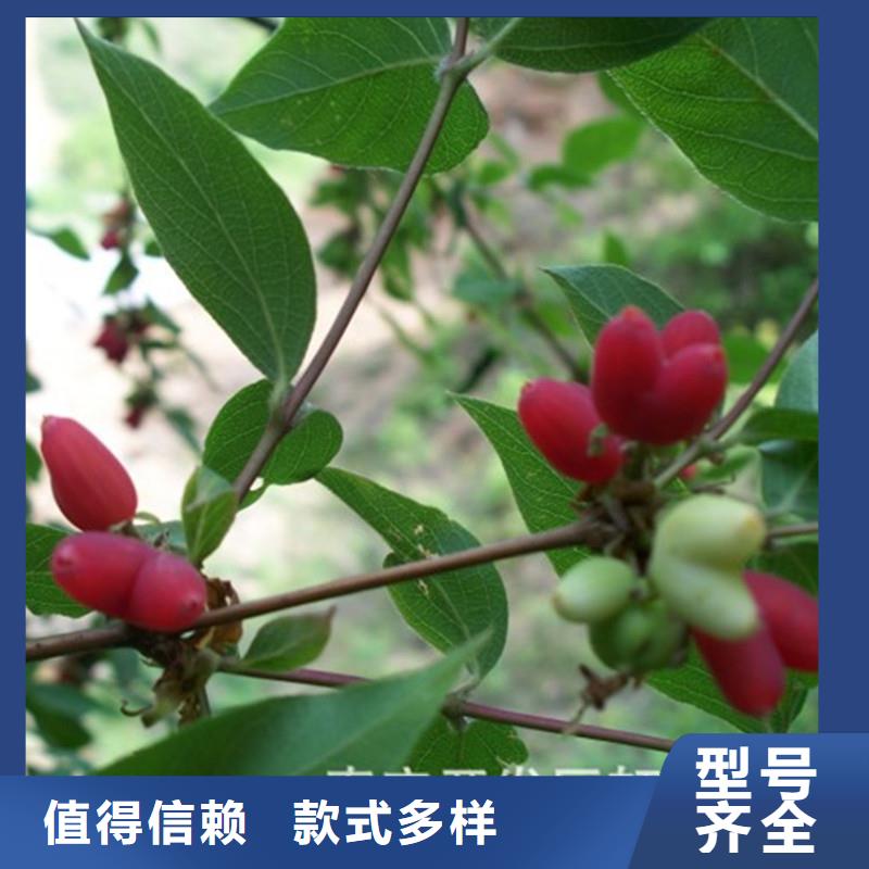 杈杷果石榴树苗专注细节专注品质