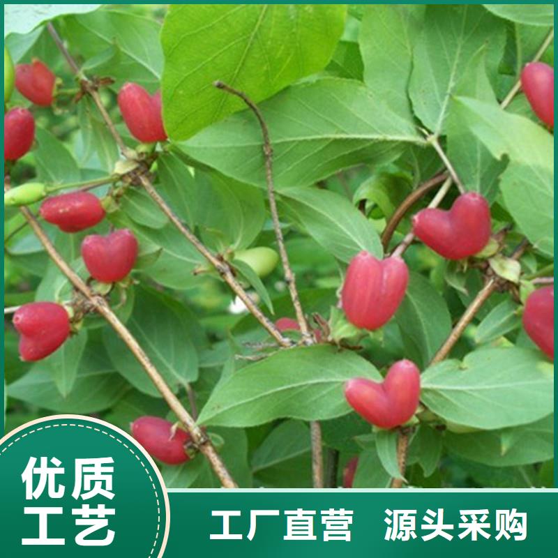 杈杷果石榴树苗专注细节专注品质