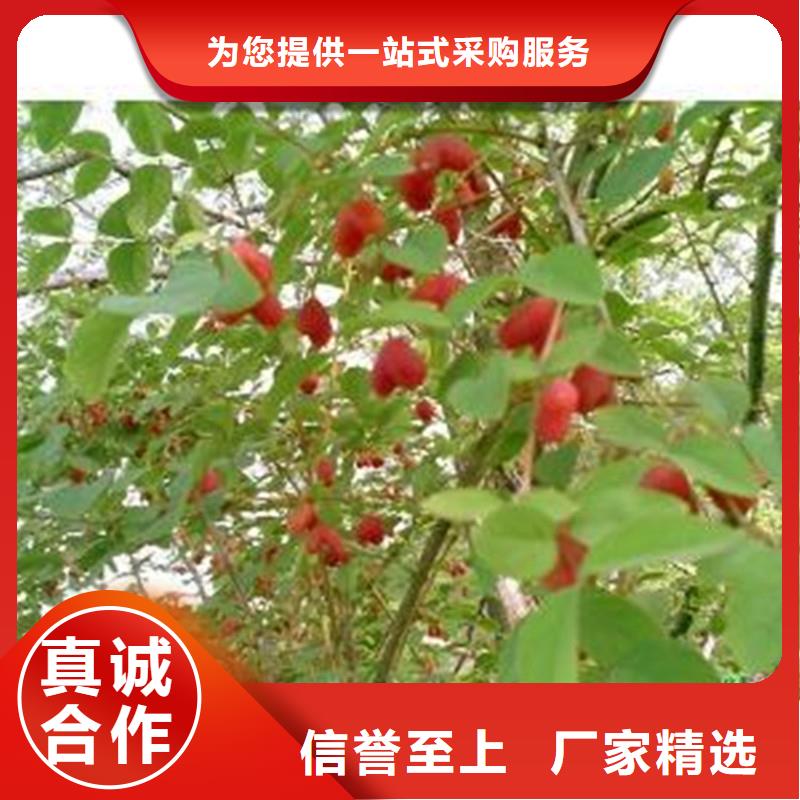 杈杷果石榴树苗专注细节专注品质