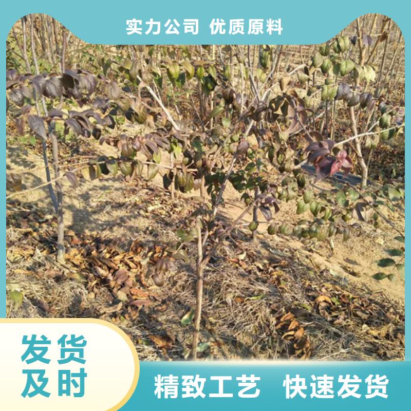 杈杷果石榴树苗专注细节专注品质