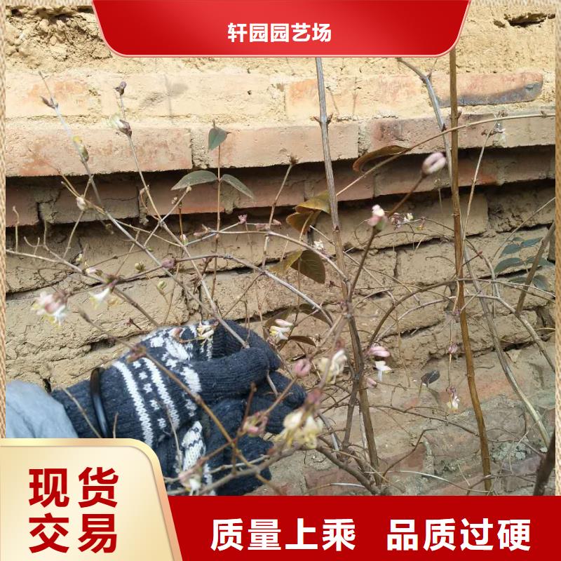 杈杷果石榴树苗专注细节专注品质