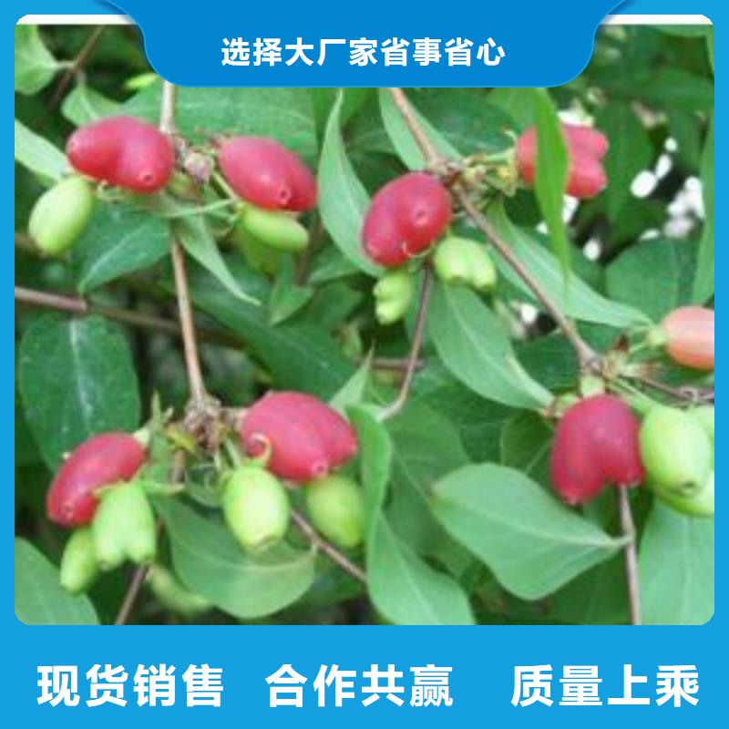 杈杷果石榴树苗专注细节专注品质