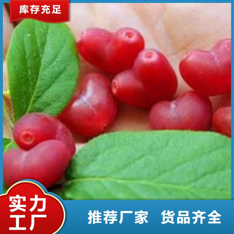 杈杷果石榴树苗专注细节专注品质