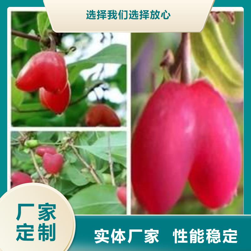 杈杷果石榴树苗专注细节专注品质