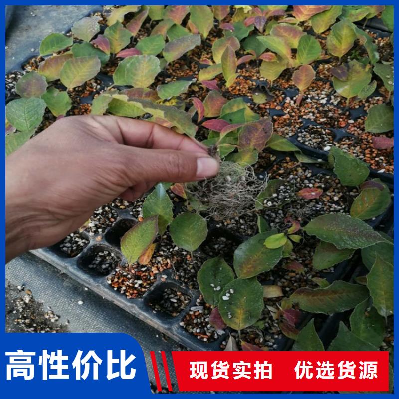 北美冬青苹果苗用途广泛