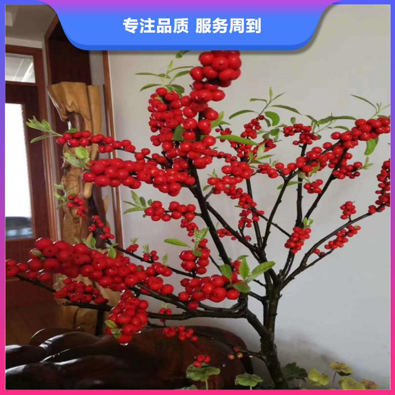 北美冬青【苹果苗】货到付款