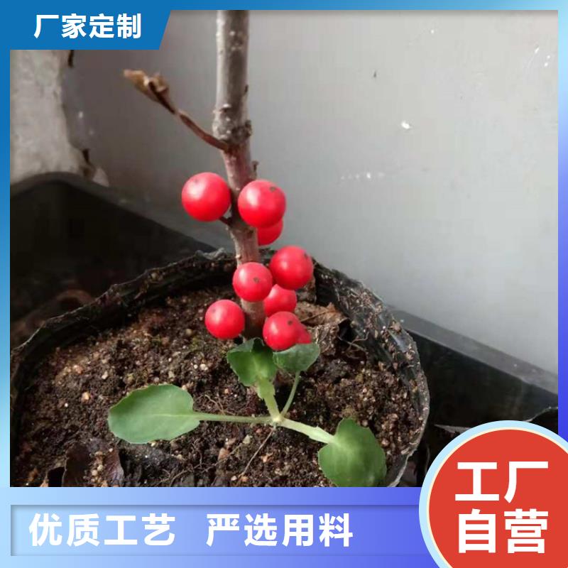 北美冬青【苹果苗】货到付款