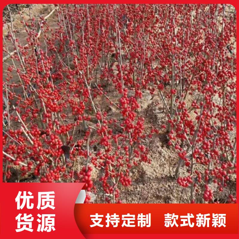北美冬青苹果苗用途广泛