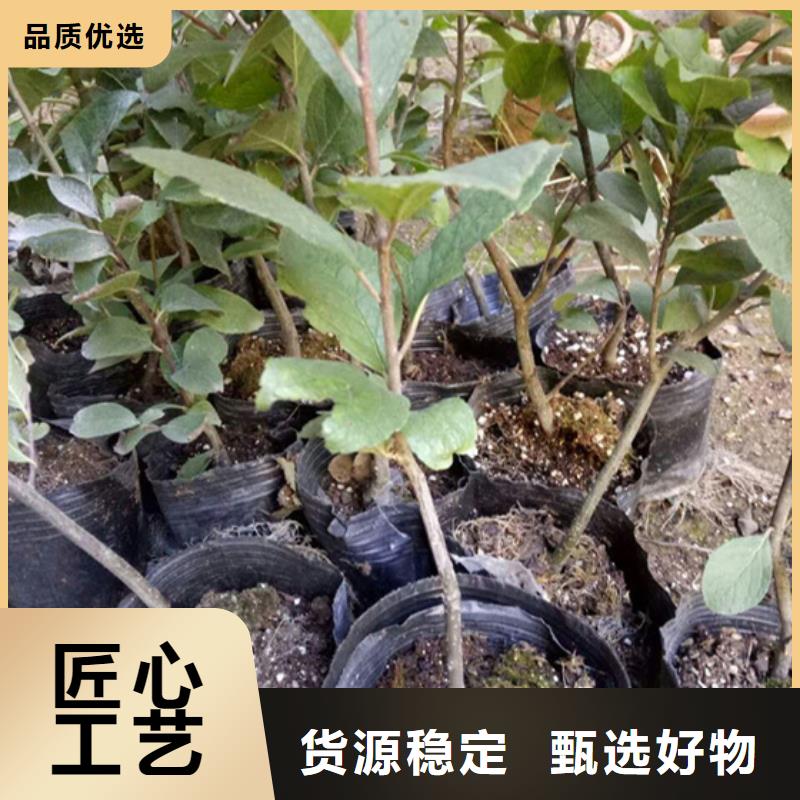 北美冬青【苹果苗】货到付款