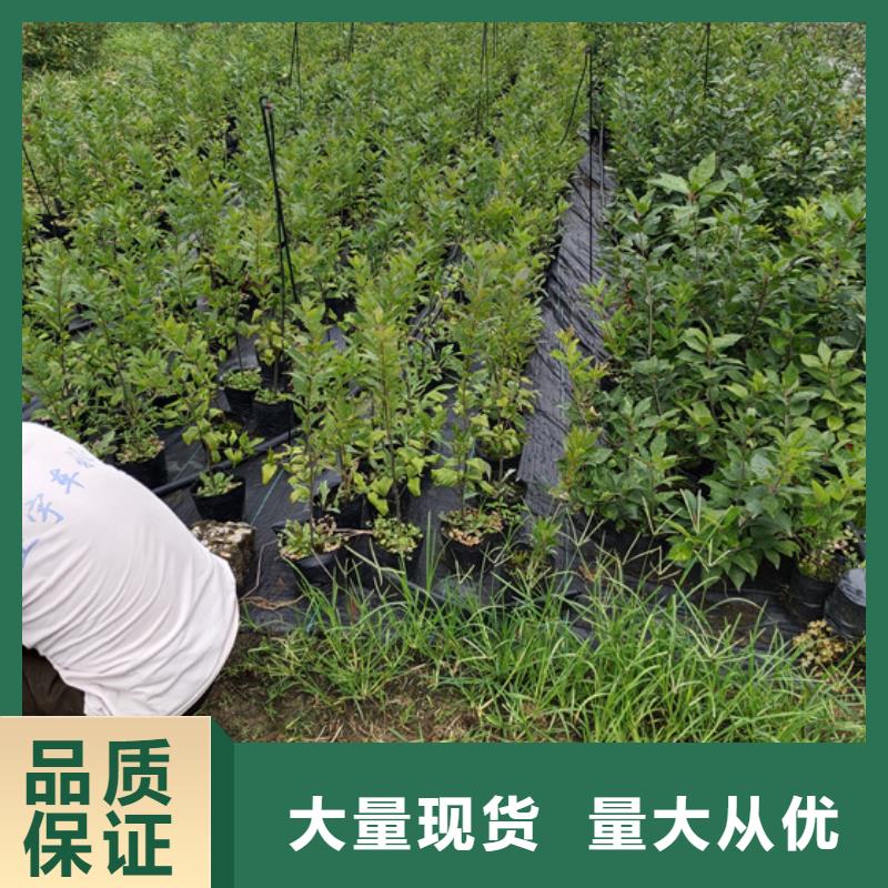 北美冬青苹果苗用途广泛