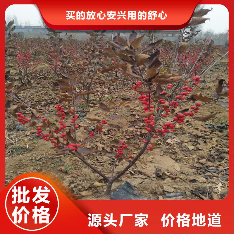 北美冬青【苹果苗】货到付款
