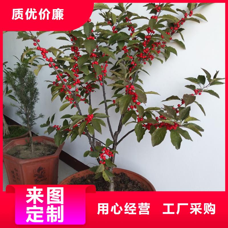 北美冬青【苹果苗】货到付款