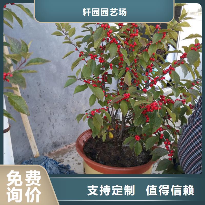 北美冬青【苹果苗】货到付款
