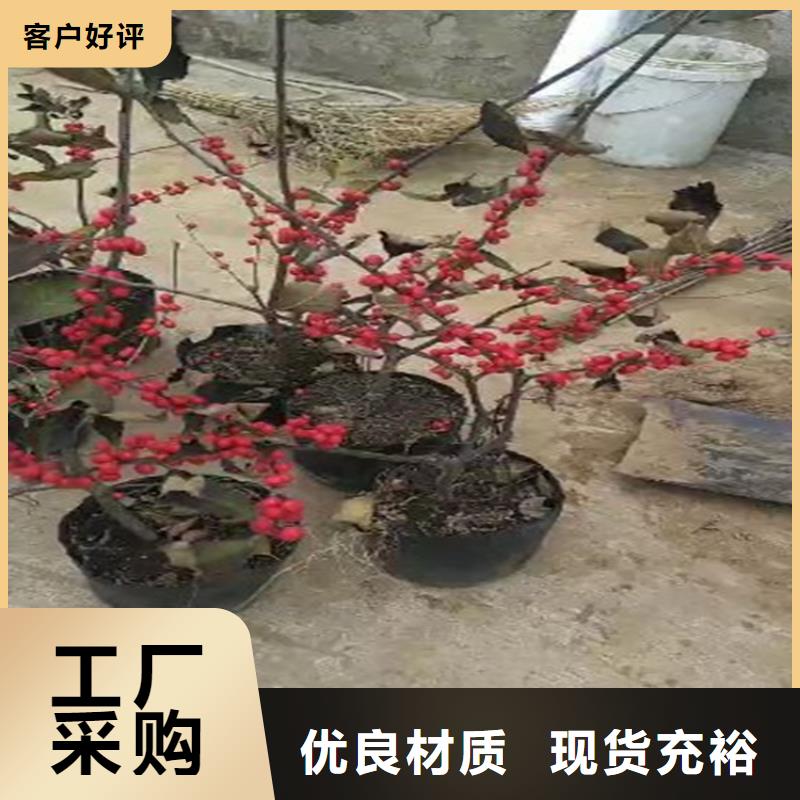 北美冬青苹果苗用途广泛