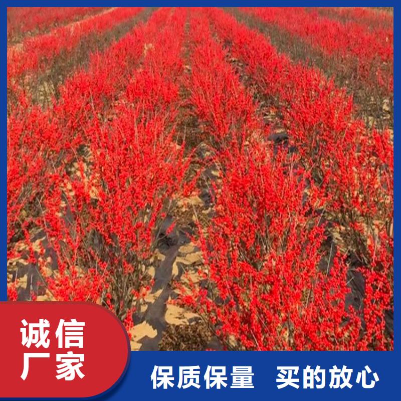 北美冬青【苹果苗】货到付款
