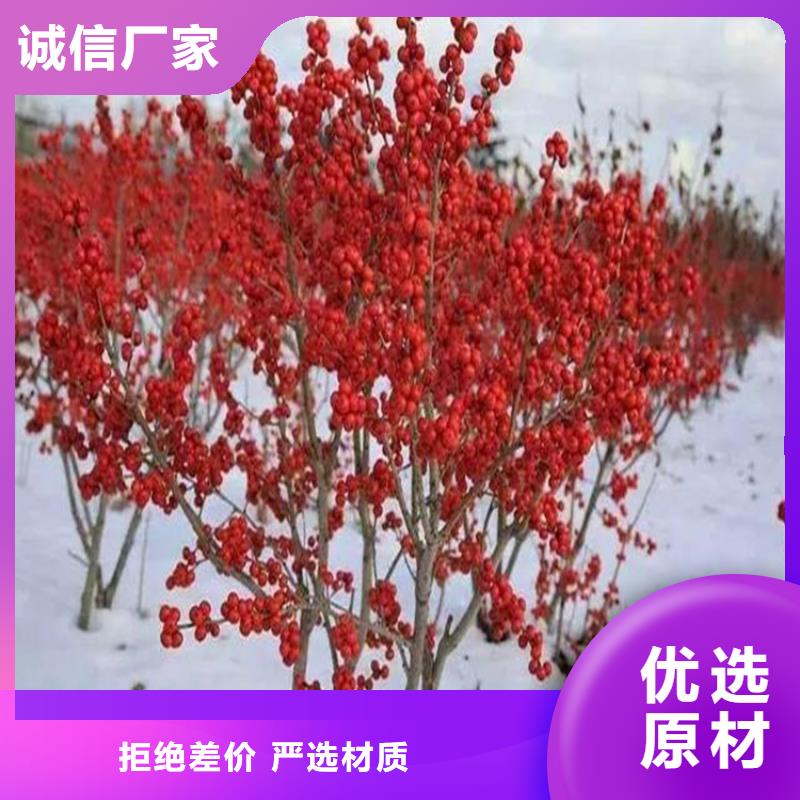 北美冬青【苹果苗】货到付款