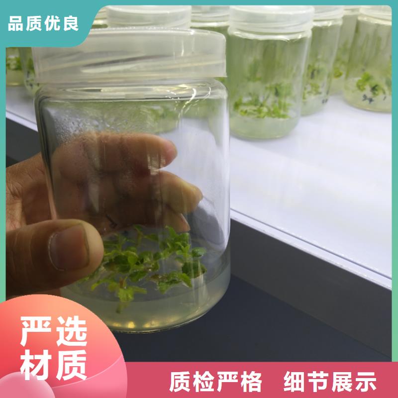 蓝莓苗苹果苗物流配货上门