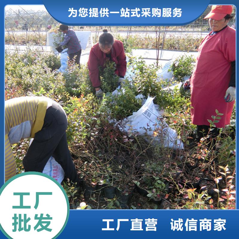 蓝莓苗苹果苗物流配货上门