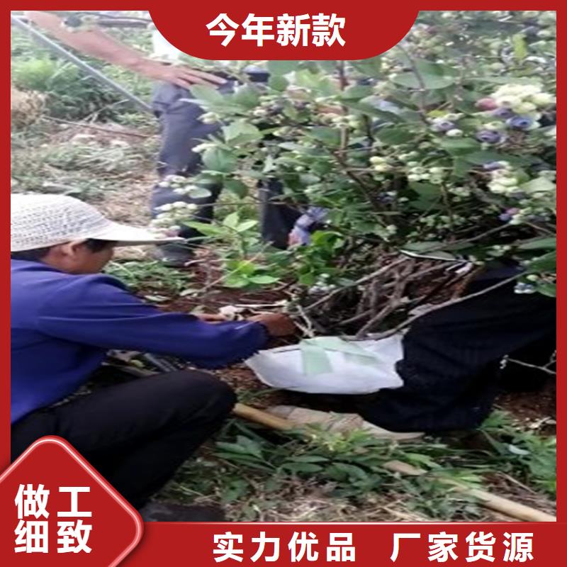 蓝莓苗苹果苗物流配货上门