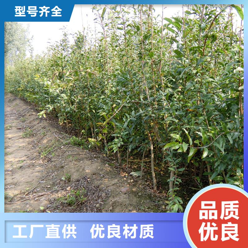 【石榴-石榴树种类丰富】