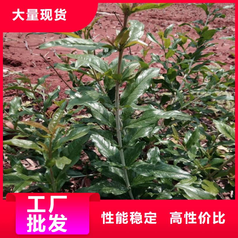 【石榴-石榴树种类丰富】
