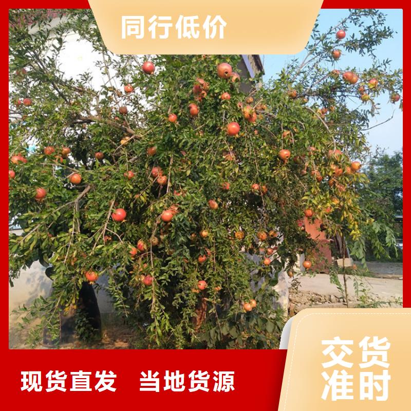 【石榴-石榴树种类丰富】