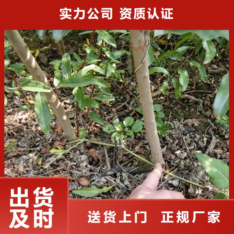 【石榴-石榴树种类丰富】
