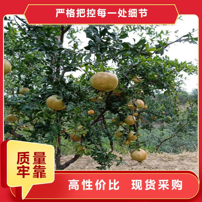 【石榴-石榴树种类丰富】