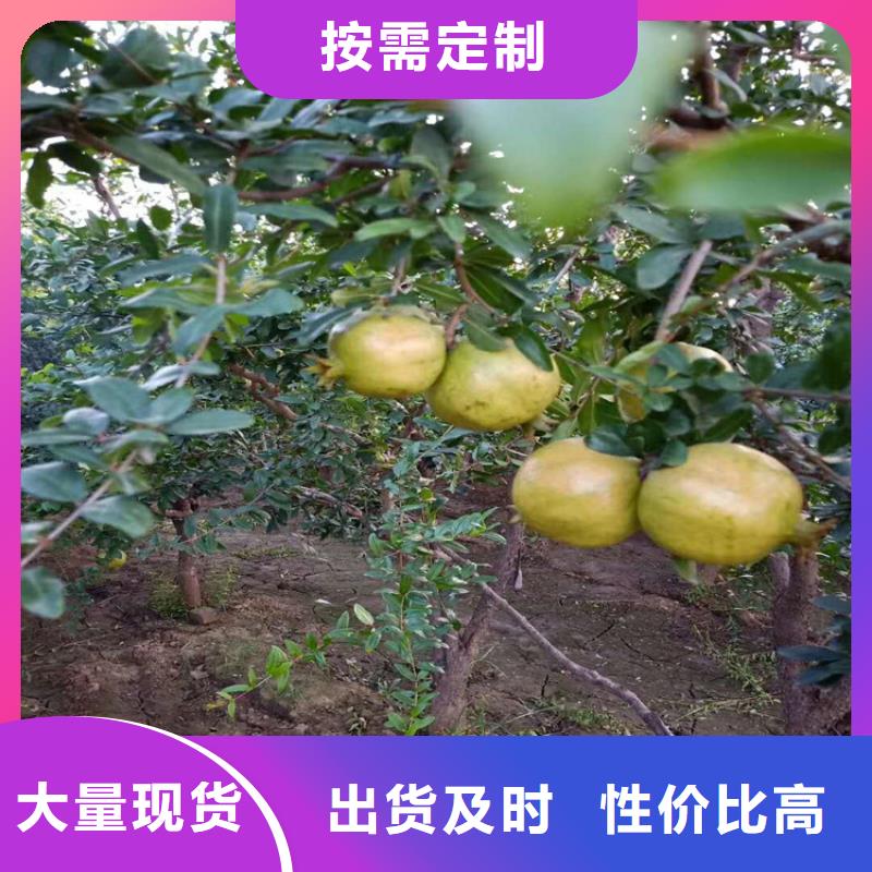【石榴-石榴树种类丰富】