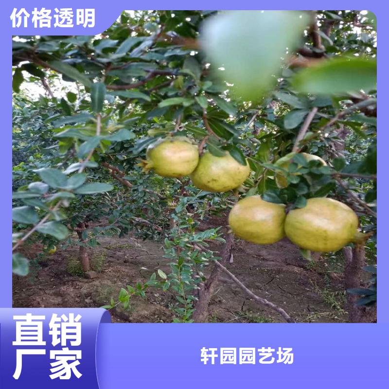 【石榴-石榴树种类丰富】