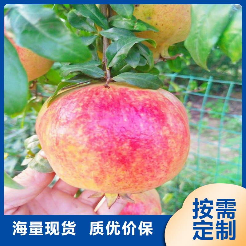 【石榴-石榴树种类丰富】