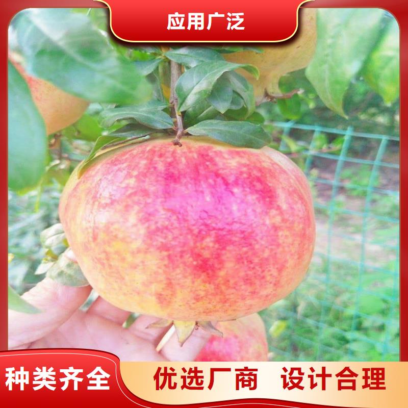 【石榴-石榴树种类丰富】