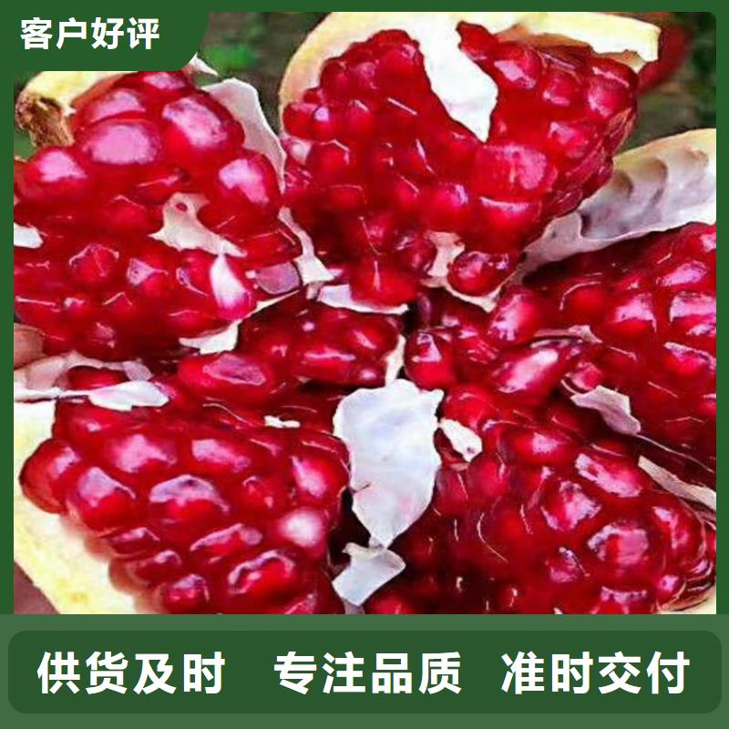 【石榴-石榴树种类丰富】
