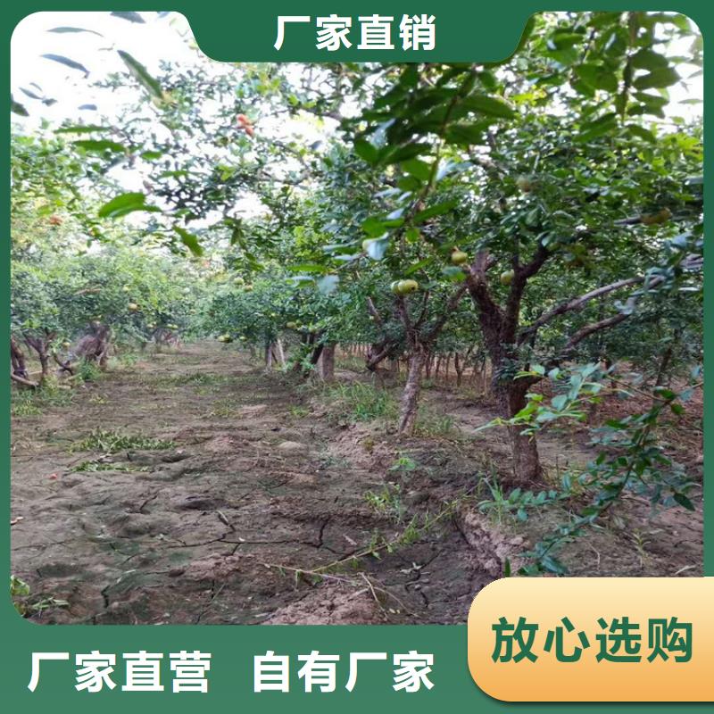 【石榴-石榴树种类丰富】