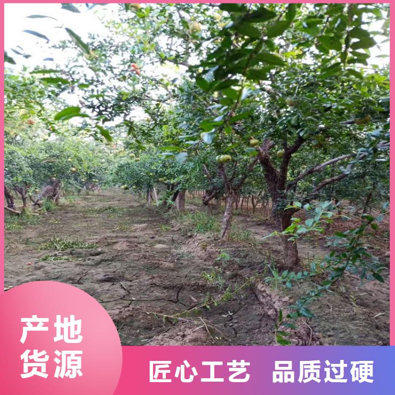 【石榴-石榴树种类丰富】