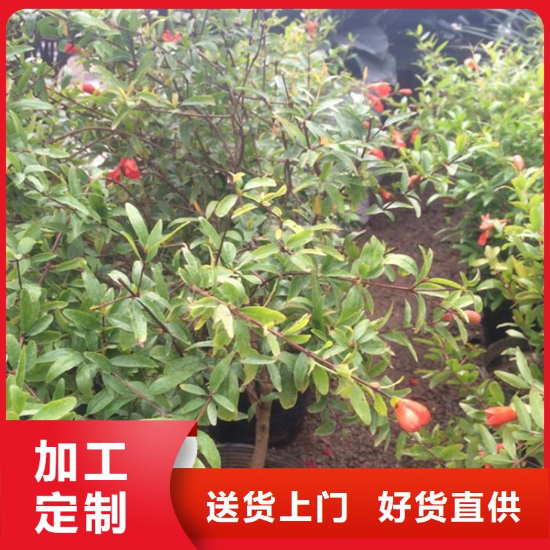 【石榴-石榴树种类丰富】