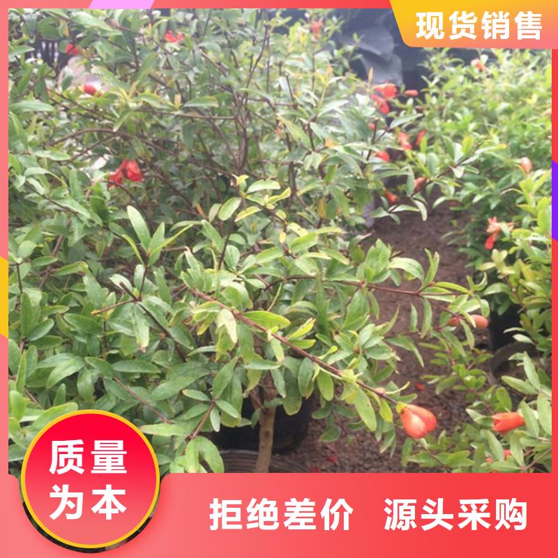 【石榴-石榴树种类丰富】