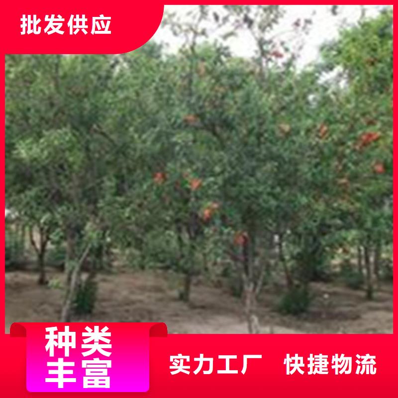 【石榴-石榴树种类丰富】