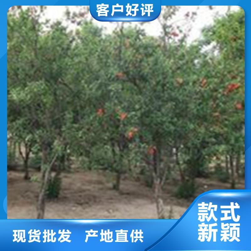 【石榴-石榴树种类丰富】