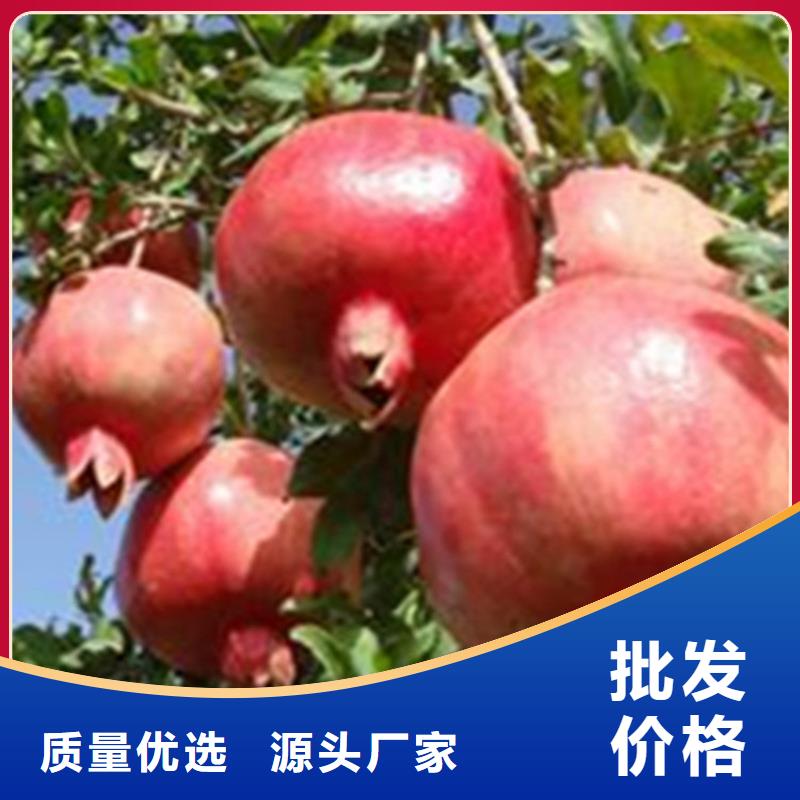 【石榴-石榴树种类丰富】