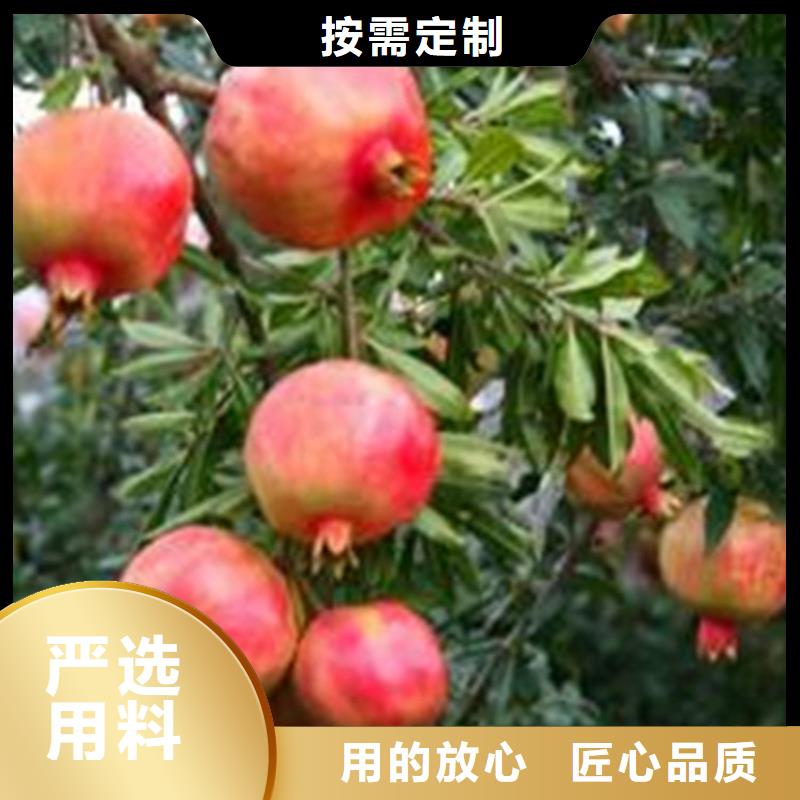 【石榴-石榴树种类丰富】