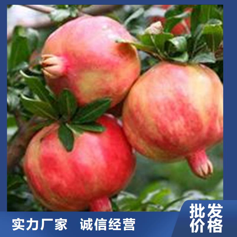 【石榴-石榴树种类丰富】